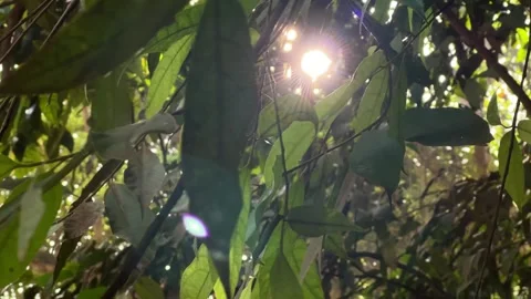 Sunlight Filtering Through Green Jungle Canopy, Upward Pan Shot Stock Footage 325646269