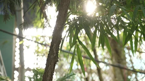 Sunlight filtering through green leaves Stock Footage 242813719