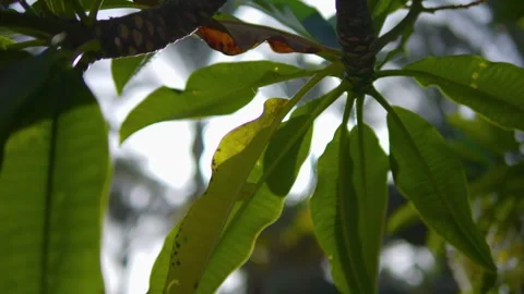 Sunlight filtering through green leaves and branches in 4k slow motion 120fps Stock Footage 285840086