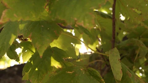 Sunlight filtering through green leaves in serene nature setting Vidéo 301918463
