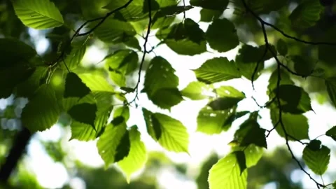 Sunlight Filtering Through Green Leaves on a Breezy Summer Day 4k Video stock 311215159