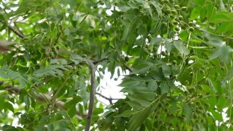 Sunlight Filtering Through Green Leaves Stock Footage 311723653