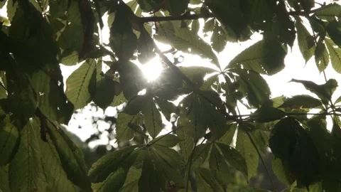 Sunlight filtering through green leaves in forest canopy Vidéo 332018810
