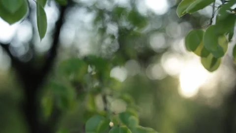 Sunlight filtering through green leaves on tree branches in a forest Stock Footage 339008921