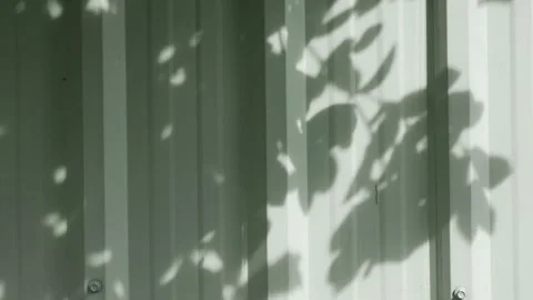 Sunlight Filtering Through Green Leaves Casting Beautiful Shadow Pattern 库存影片 339859758