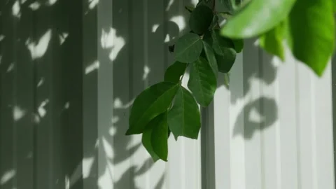 Sunlight Filtering Through Green Leaves Casting Beautiful Shadow Pattern Stock Footage 339859799