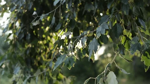 Sunlight filtering through green leaves on tree branches in nature Video stock 340844513