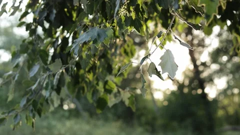 Sunlight filtering through green leaves on tree branches in a forest Vidéo 340844549