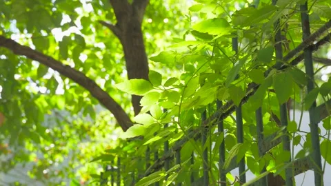 Sunlight filtering through green leaves on a metal garden fence in summer Video stock 341996862
