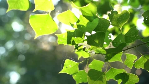 Sunlight Filtering Through Green Leaves in a Peaceful Forest Setting 스톡 동영상 342330718