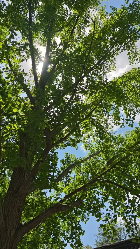 Sunlight filtering through green leaves of a tall tree against a clear blue sky Stock Footage 343407792