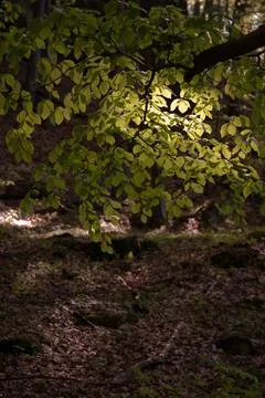 Sunlight filtering through green leaves in Czech forest Stock Photos