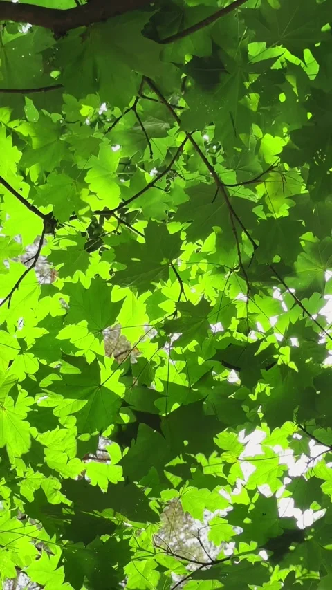 Sunlight filtering through green maple tree leaves during bright summer day.. Stock Footage 343260190