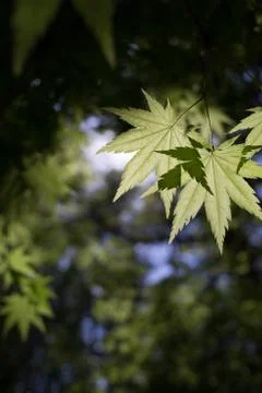 Sunlight filtering through green maple leaves Stock Photos