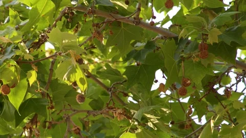 Sunlight Filtering Through Green Plane Tree Leaves and Seed Pods Stock Footage 337925711