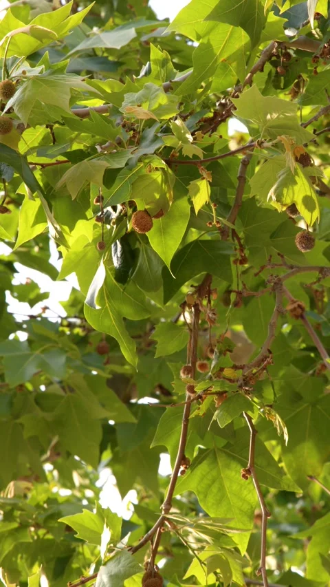 Sunlight Filtering Through Green Plane Tree Leaves and Seed Pods Stock Footage 338052152