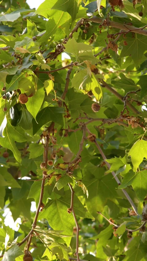Sunlight Filtering Through Green Plane Tree Leaves and Seed Pods Stock Footage 338054999