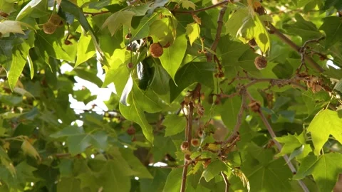 Sunlight Filtering Through Green Plane Tree Leaves and Seed Pods Stock Footage 338319314
