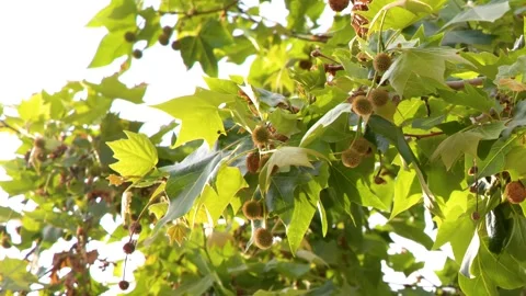 Sunlight Filtering Through Green Plane Tree Leaves and Seed Pods Stock Footage 338420160