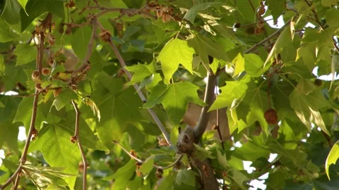 Sunlight Filtering Through Green Plane Tree Leaves in Cassis France Stock Footage 339125731