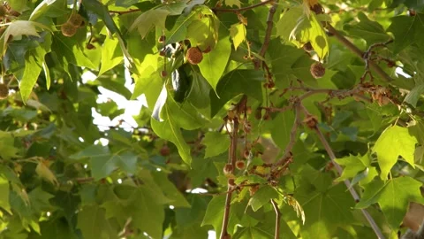Sunlight Filtering Through Green Plane Tree Leaves and Seed Pods Stock Footage 339540851