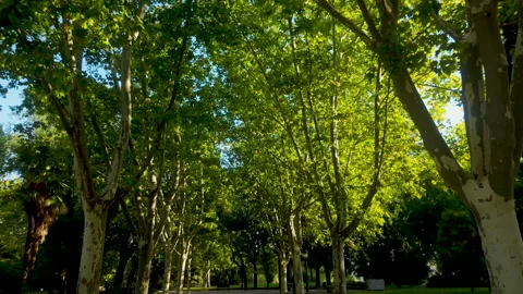 Sunlight Filtering Through Green Plane Trees In Madrid City Park Stock Footage 343993988