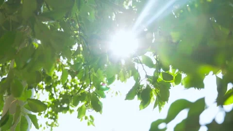 Sunlight Filtering Through Green Summer Leaves Creating Dappled Light Patterns Video stock 333043214