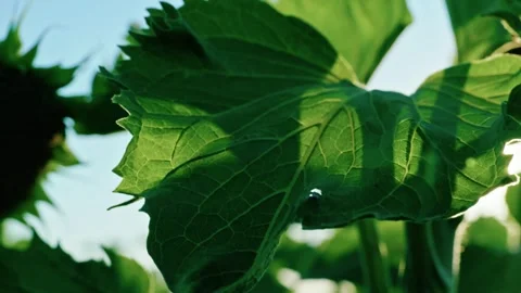 Sunlight filtering through green sunflower leaves 1 Video stock 342325235