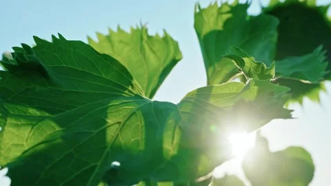 Sunlight filtering through green sunflower leaves 2 Видео 342325294