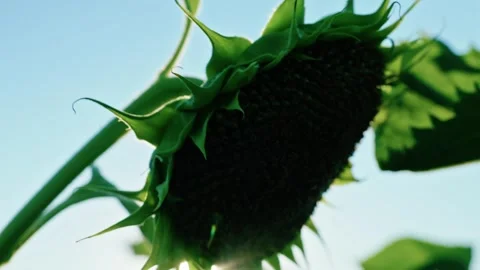 Sunlight filtering through green sunflower leaves 3 Видео 342325420
