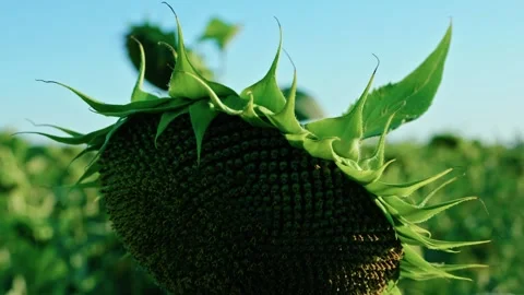Sunlight filtering through green sunflower leaves 4 Stock Footage 342325448