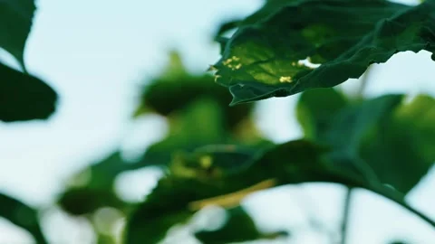 Sunlight filtering through green sunflower leaves 5 Stock Footage 342325553
