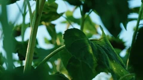 Sunlight filtering through green sunflower leaves 6 Stock Footage 342325573
