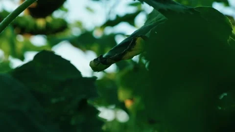 Sunlight filtering through green sunflower leaves 7 Stock Footage 342325682