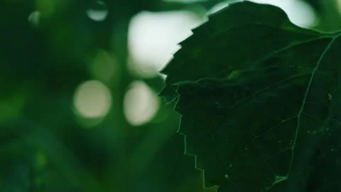 Sunlight filtering through green sunflower leaves 8 Stock Footage 342325711