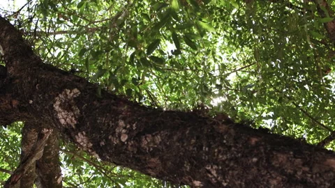 Sunlight filtering through green tree canopy. Stock Footage 276834833