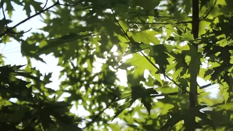 Sunlight Filtering Through Green Tree Leaves 스톡 동영상 327191977