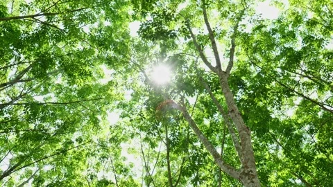 Sunlight filtering through green tree leaves creates natural shade and a peacefu Vídeos de archivo 335333142