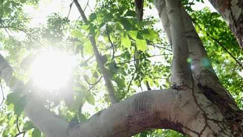 Sunlight Filtering Through Green Tree Leaves in Summer 4K 스톡 동영상 336565645