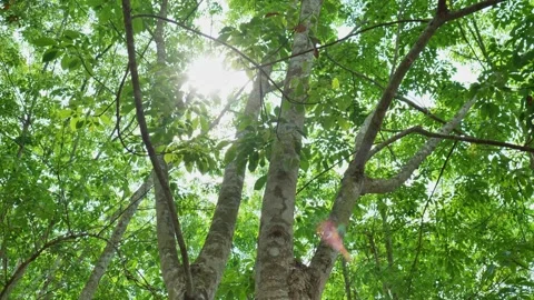 Sunlight Filtering Through Green Tree Leaves in Summer 4K Stock Footage 336565756
