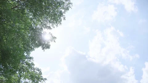 Sunlight Filtering Through Green Tree Leaves Against A Bright Blue Summer Sky Video stock 341955890