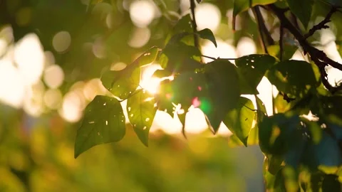 Sunlight Filtering Through Green Tree Leaves During Golden Hour in a Lush Forest Video stock 341995382