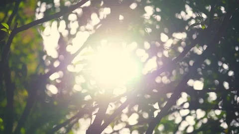 Sunlight Filtering Through Green Tree Leaves Creating A Dappled Light Effect Stock Footage 341995664