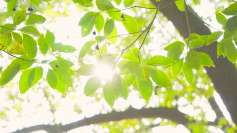 Sunlight Filtering Through Green Tree Leaves in a Lush Summer Forest Scene 库存影片 341996863