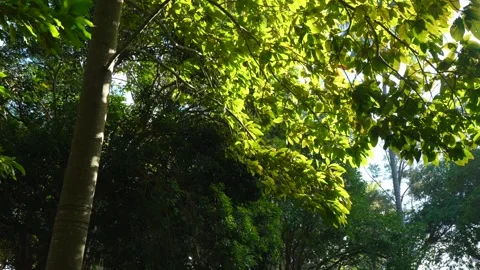 Sunlight Filtering Through Green Tree Canopy in Tropical Forest 스톡 동영상 343591132