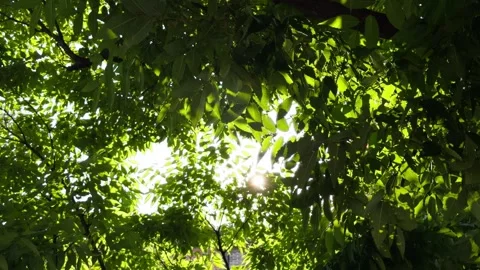 Sunlight Filtering Through Green Tree Leaves Backlit Nature Close-Up Stockbeeldmateriaal 344524749