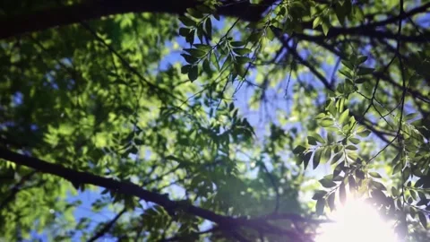 Sunlight Filtering Through Green Tree Canopy Stock Footage 346038326