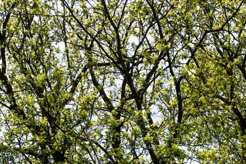 Sunlight filtering through green tree leaves against a clear blue sky. Stock Photos