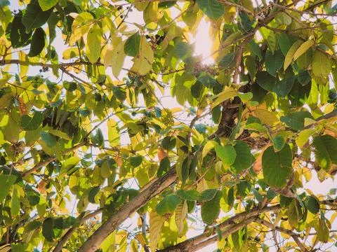 Sunlight filtering through the green tree leaves canopy Stock Photos