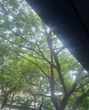 Sunlight filtering through green tree leaves Stock Photos